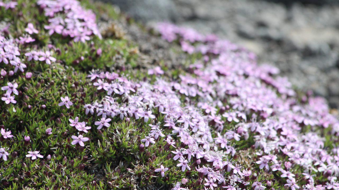 Ученые МАУ исследуют устойчивость&nbsp;редких видов заполярных растений в условиях роста турпотока